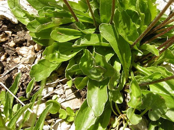 Aster bellidiastrum